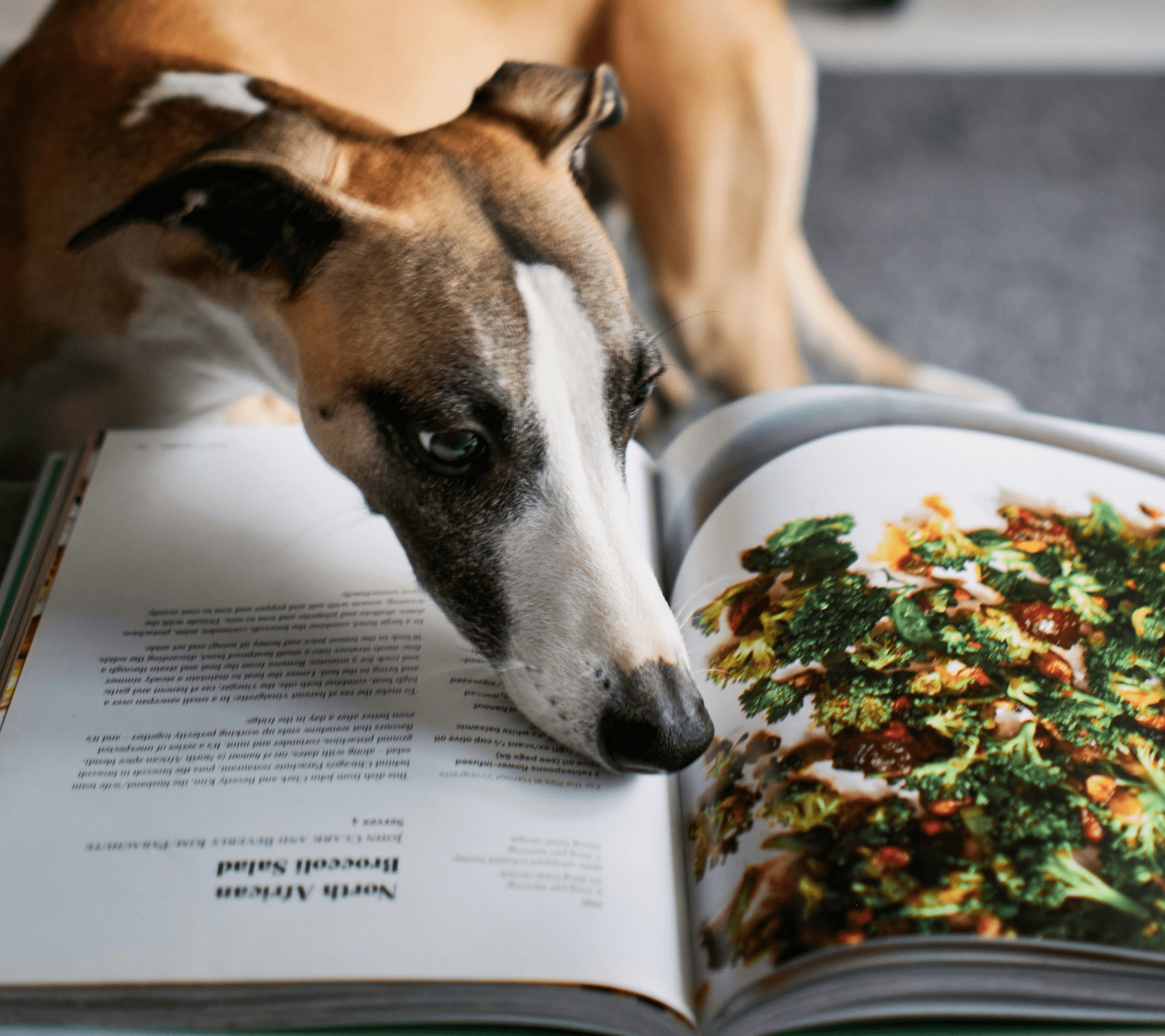 Tierarzt, Tierarztpraxis: Whippet liest Rezept für Brokkolisalat.