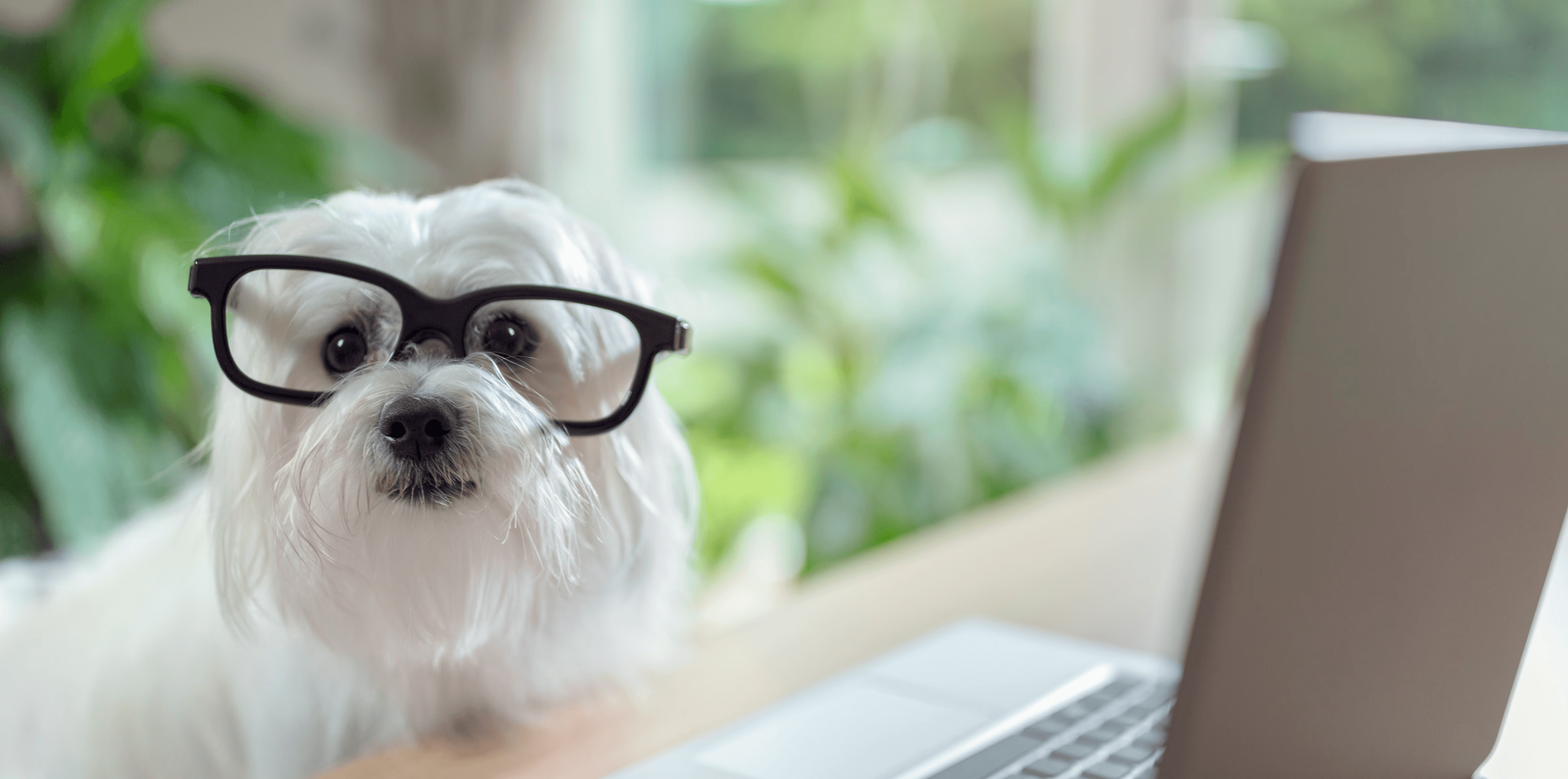 Ein weißer Malteser mit Brille sitzt vor einem Laptop. Vermutlich ein Tierarzt in seiner Tierarztpraxis.