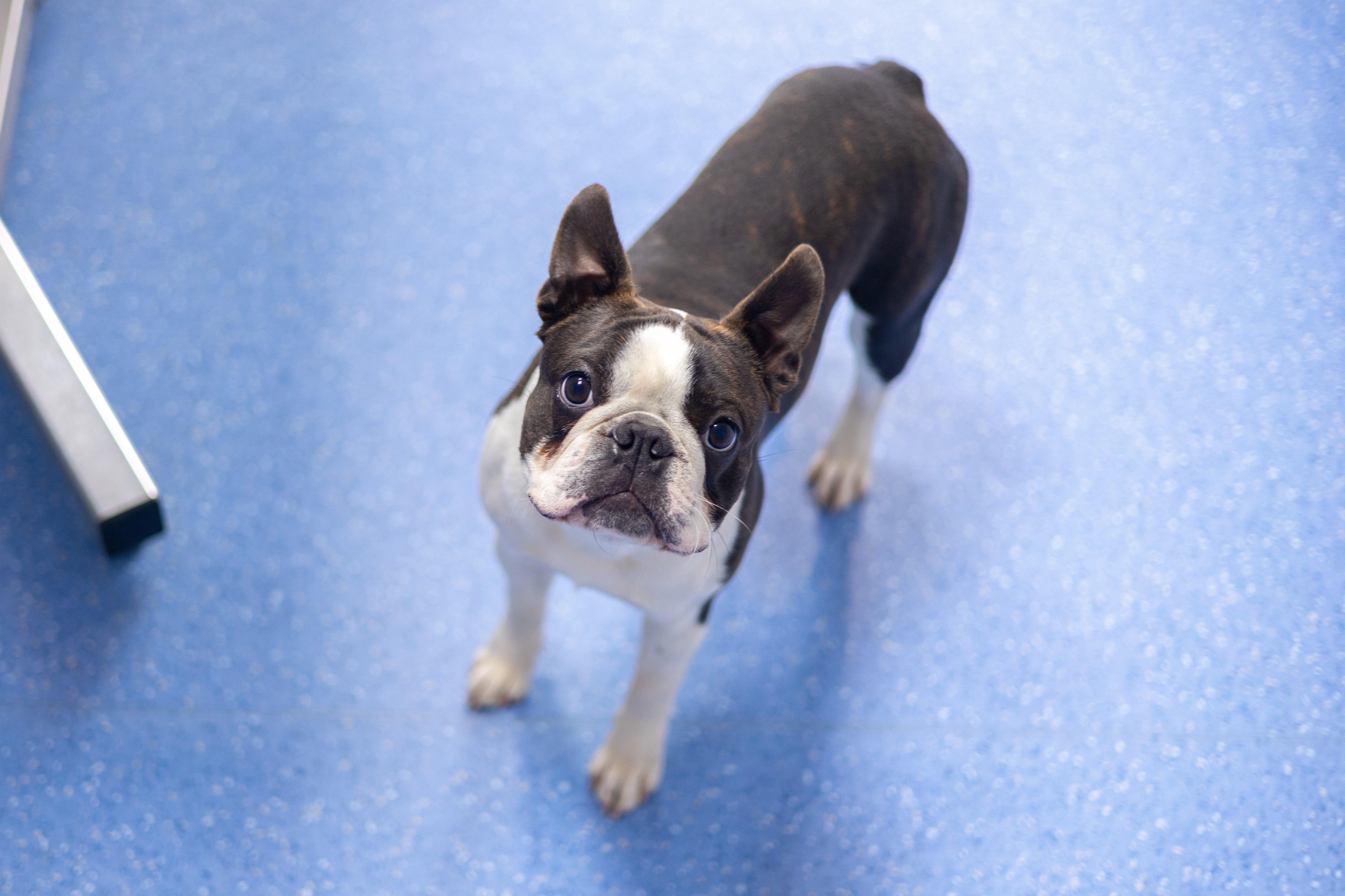 Ein Boston Terrier Hund blickt in die Kamera, in einer Tierarztpraxis. Das Fell ist schwarz-weiss.