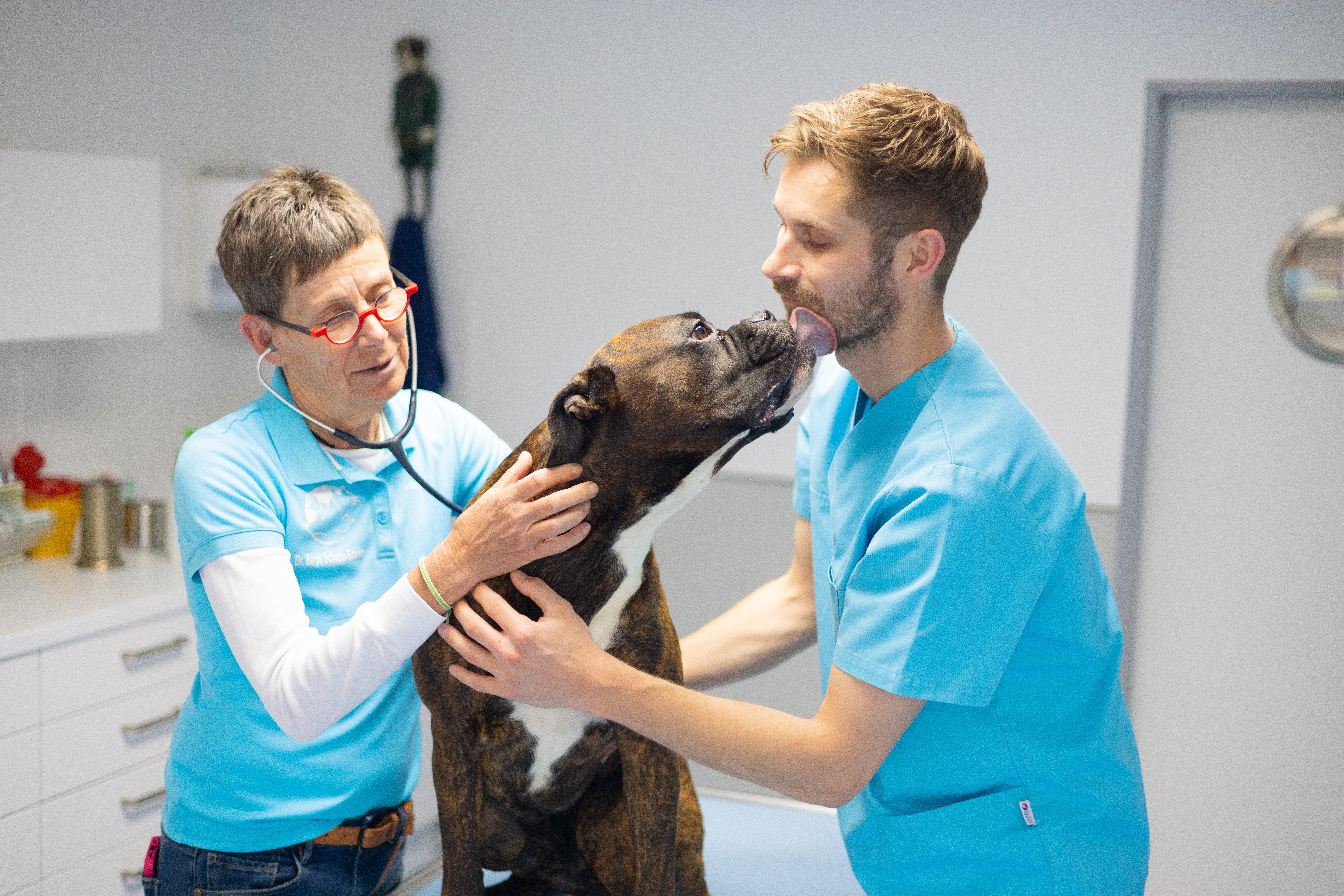 In einer Tierarztpraxis untersucht eine Tierärztin mit Stethoskop einen Boxer.
