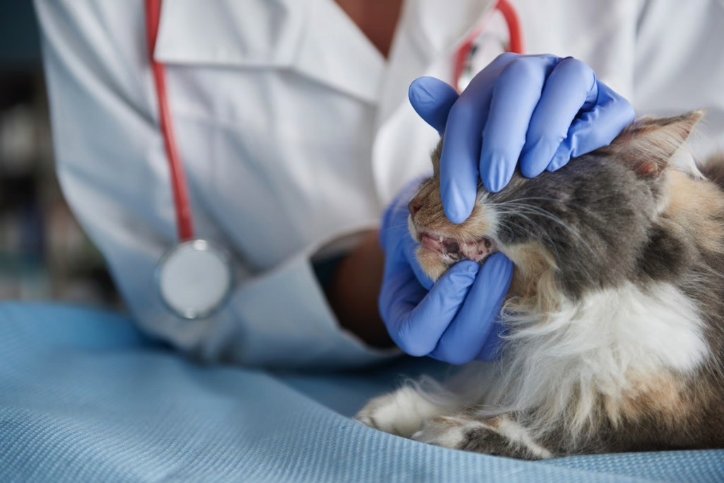 In einer Tierarztpraxis untersucht ein Tierarzt mit blauen Handschuhen das Maul einer Katze.