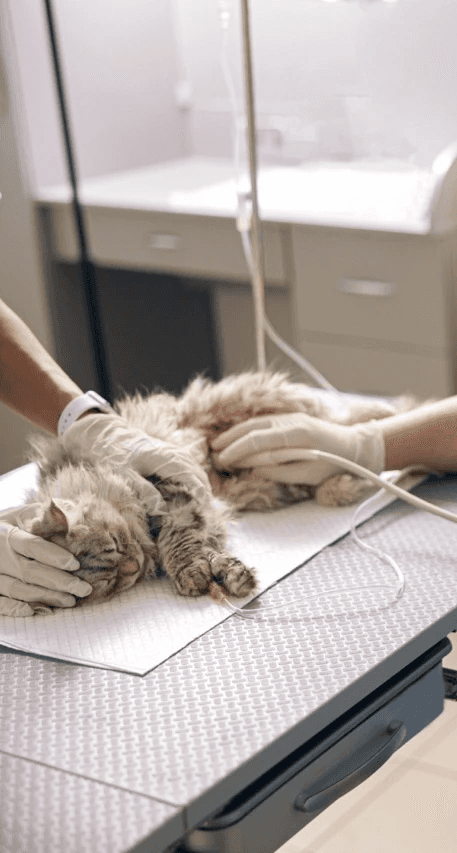 In einer Tierarztpraxis wird eine Katze von einem Tierarzt untersucht.
