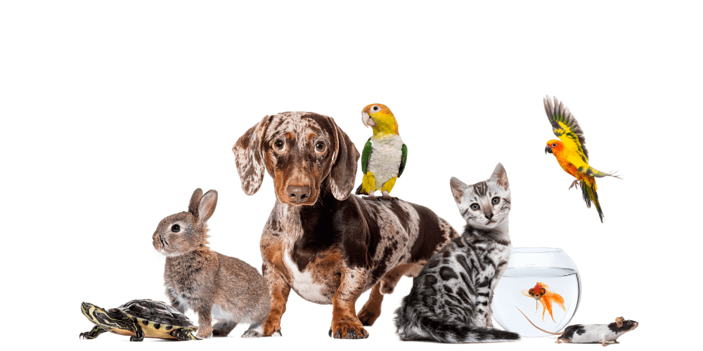 Eine Vielzahl von Haustieren vor schwarzem Hintergrund,  darunter ein Hund,  Katze,  Hase,  Vogel,  Fisch bei einem Tierarzt